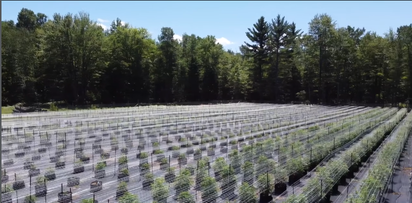 Outdoor cannabis cultivation at Green Mitten Pharms, forest backdrop