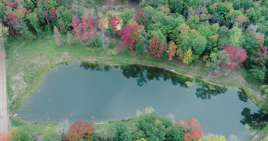 Michigan woodland in autumn, regional character near Standish